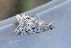 Barkmosemott (Eudonia truncicolella)