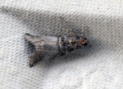 Rognesmalmott (Acrobasis advenella)