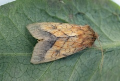 Gullfagerfly (Pyrrhia umbra)