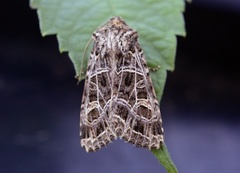 Nettnellikfly (Sideridis reticulata)