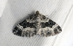 Grå mauremåler (Epirrhoe alternata)