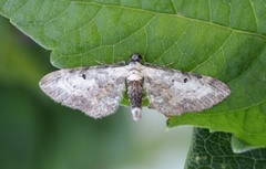 Burotdvergmåler (Eupithecia succenturiata)