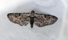 Rustdvergmåler (Eupithecia icterata)