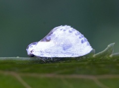 Slåpetornsigdvinge (Cilix glaucata)