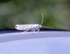 Smørbukkspinnmøll (Yponomeuta sedella)