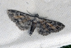 Rustdvergmåler (Eupithecia icterata)