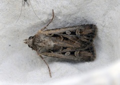 Gråbrunt sandjordfly (Euxoa tritici)