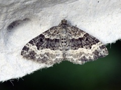 Grå mauremåler (Epirrhoe alternata)