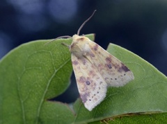 Blekt gulfly (Xanthia icteritia)