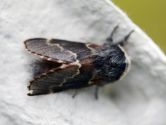 Høstspinner (Poecilocampa populi)