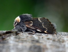 Høstspinner (Poecilocampa populi)