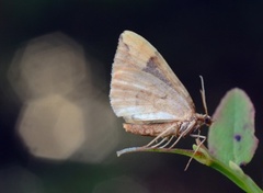 Blåbærmåler (Eulithis populata)