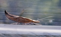 Leddvedsprellemøll (Ypsolopha dentella)