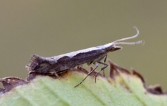 Vandrekålmøll (Plutella xylostella)