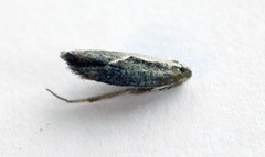 Leddvedsprellemøll (Ypsolopha dentella)