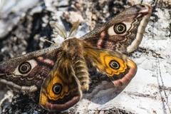 Nattpåfugløye (Saturnia pavonia)