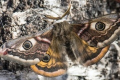 Nattpåfugløye (Saturnia pavonia)