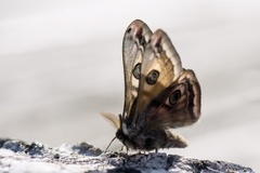 Nattpåfugløye (Saturnia pavonia)