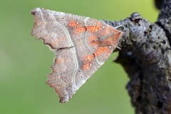 Flikfly (Scoliopteryx libatrix)