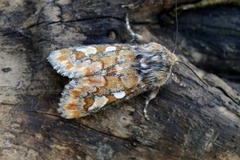 Furufly (Panolis flammea)