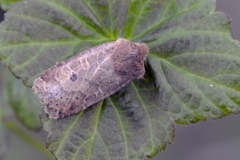 Variabelt flatfly (Conistra vaccinii)