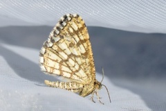 Rutemåler (Chiasmia clathrata)