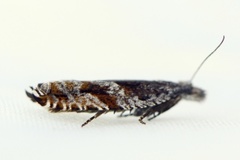 Røsslyngsigdvikler (Ancylis unguicella)