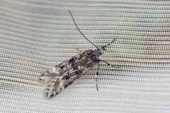 Prolita sexpunctella