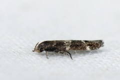 Mompha sturnipennella