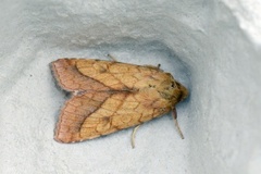 Gullfagerfly (Pyrrhia umbra)