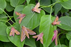 Liten snabelsvermer (Deilephila porcellus)