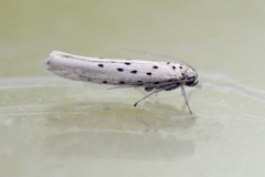 Smørbukkspinnmøll (Yponomeuta sedella)