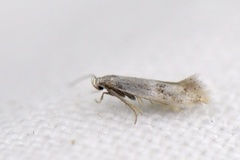 Elachista maculicerusella