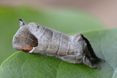 Rødflekkstjertspinner (Clostera curtula)