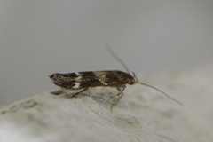 Mompha sturnipennella