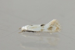 Elachista maculicerusella