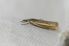 Smalstreknebbmott (Crambus lathoniellus)