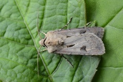 Åkerjordfly (Agrotis exclamationis)