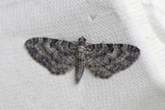 Eikedvergmåler (Eupithecia dodoneata)