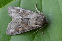 Åkerengfly (Apamea sordens)