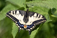 Svalestjert (Papilio machaon)