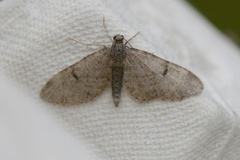 Furudvergmåler (Eupithecia indigata)