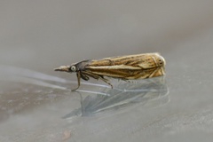 Smalstreknebbmott (Crambus lathoniellus)