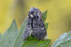 Hasselmunkefly (Colocasia coryli)