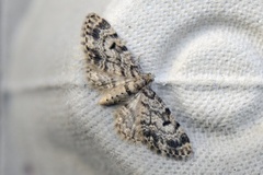 Grandvergmåler (Eupithecia tantillaria)