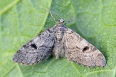 Taigadvergmåler (Eupithecia conterminata)