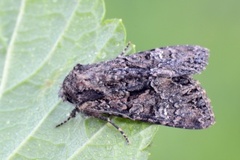 Brunt lærfly (Mniotype adusta)