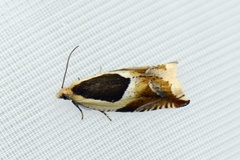 Vikkesigdvikler (Ancylis badiana)