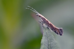 Vandrekålmøll (Plutella xylostella)