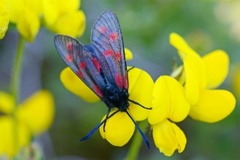 Seksflekket bloddråpesvermer (Zygaena filipendulae)